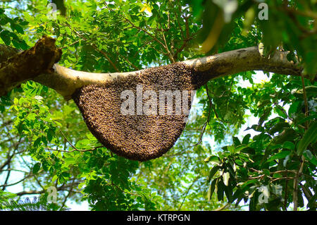Bienenstock auf dem Ast eines Baumes in der Nähe von Bhatghar Dam, Pune, Maharashtra Stockfoto