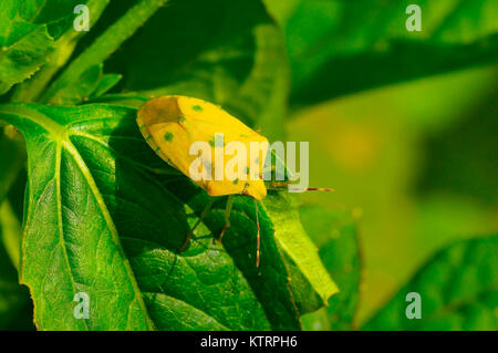 Gelbes schild Bug auf ein grünes Blatt in der Nähe von Sangli, Maharashtra Stockfoto