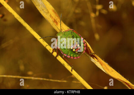 Südliche grün stinken Bug in der Nähe von Sangli, Maharashtra Stockfoto