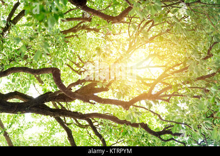 Sommer Sonnig Grün der Bäume Natur Holz Sonnenlicht Hintergrund Stockfoto