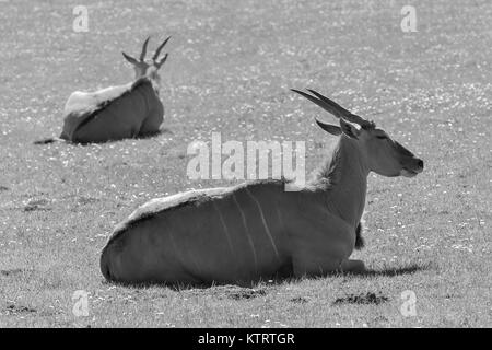 Die gemeinsame Elenantilope (taurotragus Oryx), auch als der südliche Eland oder eland Antilopen bekannt. Stockfoto