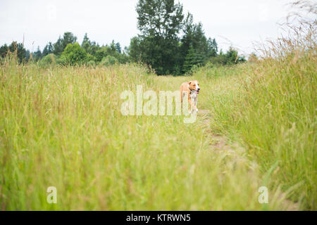 Junger Hund genießen, die sich in den Feldern Stockfoto