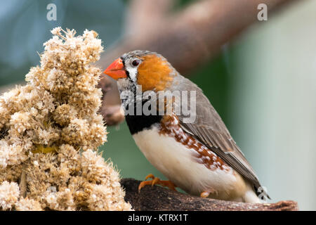 Eine Nahaufnahme von einem Zebra finch Vogel essen Samen Stockfoto