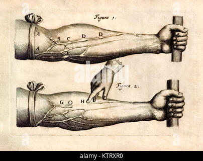 Platte 1 von "De motu cordis-set Sanguinis in Animalibus" (die Bewegung des Herzens und der in Lebewesen) von William Harvey (1578-1657) das Netzwerk von Venen, die in den Unterarm mit 1 Ventilen. Weitere Informationen finden Sie unten. Stockfoto