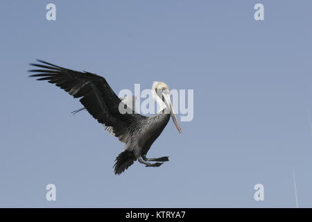 Brown pelican Fliegen, immer bereit zu landen Stockfoto