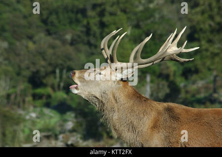 Red deer Hirsch, Cervus elephus, brüllen während der Brunft, West Coast, South Island, Neuseeland Stockfoto