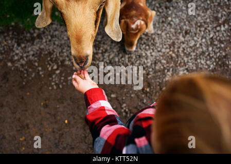 Junge Fütterung eine Ziege Stockfoto