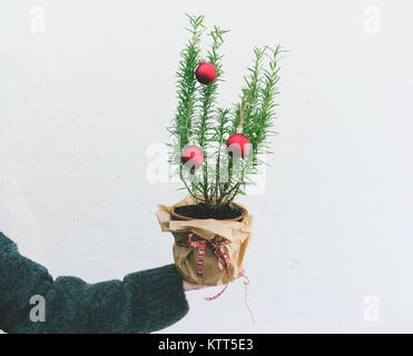 Woman's Hände halten eine Miniatur Weihnachtsbaum Stockfoto