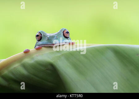 Pummelig Laubfrosch über den Rand eines Blattes suchen Stockfoto