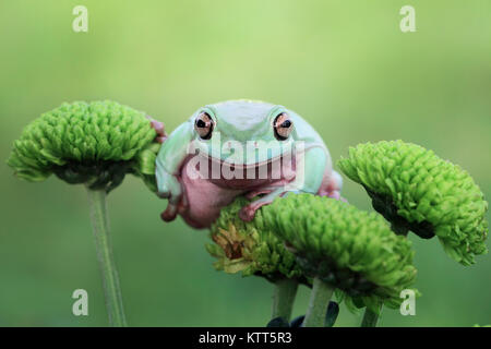 Pummelig Laubfrosch auf einer Blume Stockfoto