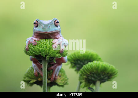 Nahaufnahme einer Pummelig Laubfrosch auf einer Blume Stockfoto