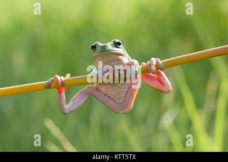 Grüner Baumfrosch auf einem Zweig, Indonesien Stockfoto