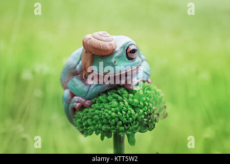 Schnecke auf einem Dumpy-Baumfrosch, Indonesien Stockfoto