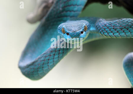 Nahaufnahme eines blauen Viper Snake auf einem Zweig Stockfoto