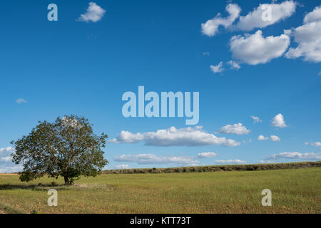 Ein Baum mit Feder Blätter in der Mitte eines Müsli Feld mit einigen Wolken im Hintergrund. Stockfoto