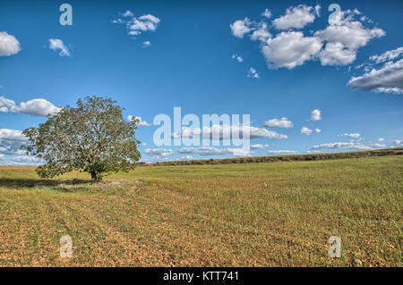 Ein Baum mit Feder Blätter in der Mitte eines Müsli Feld mit einigen Wolken im Hintergrund. Stockfoto