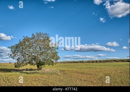 Ein Baum mit Feder Blätter in der Mitte eines Müsli Feld mit einigen Wolken im Hintergrund. Stockfoto