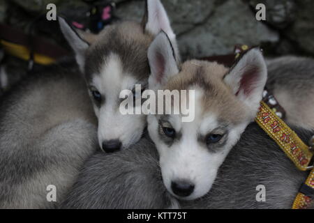 Siberian Husky Welpen knuddeln Stockfoto