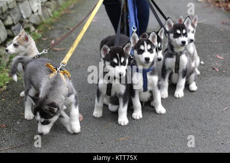 Siberian Husky Welpen an der Leine Stockfoto