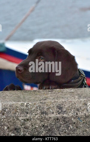 Eine labradinger oder springador Springer Spaniel und Labrador cross gezüchteten hund welpe über die Mauer schauen. Niedliche Welpe Hund über die Oberseite der Wand spannen Stockfoto