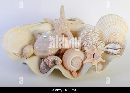 Verschiedene Muscheln auf weißem Hintergrund Stockfoto