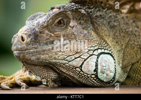 Ein schönes Porträt eines iguana Pause Stockfoto