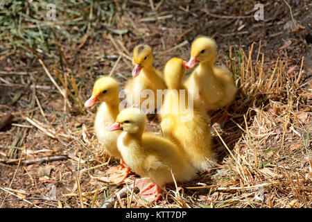 Eine Gruppe von jungen Entenküken in einer Lichtung. Konzentrieren Sie sich auf den Vordergrund Stockfoto