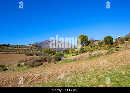 Einen andalusischen Landwirtschaft Landschaft mit Olivenbäumen bebauten Boden- und Berglandschaft unter einem blauen Himmel in Spanien Stockfoto