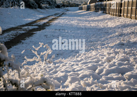 Sun auf Unkraut im Schnee Stockfoto