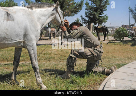 Sgt. 1. Klasse Pete Padgett, schwere Waffen Firma Mentor für die 5. Zone afghanische Grenzpolizei Sicherheit Kraft Hilfe team zu der 37th Infantry Brigade Combat Team zugewiesen, Schecks über ein Pferd während der letzten Mission auf den 5 Kandak in Khawajah Bahawuddin, Provinz Badakhshan, Afghanistan, 27. Juni 2012. Padgett, die Pferde zurück besitzt in seinem Haus in Eatonville, Washington, geholfen, die 5 Kandak Soldaten, um zu entscheiden, welche Pferde von lokalen Bauern für berittene Patrouille des Kandak der tadschikischen Grenze setzen zu kaufen. (37 IBCT Foto von Sgt. Kimberly Lamm) (freigegeben) Stockfoto