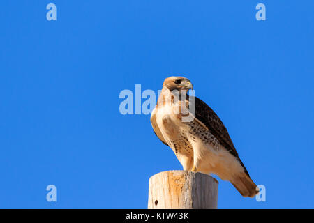 Red-Tailed Hawk thront auf einem Pol in Oklahoma Stockfoto