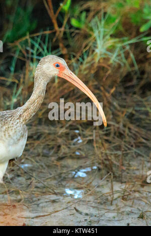 Ein Kind weiß Ibis waten durch den schlammigen Sumpf Land der Brazoria National Wildlife Refuge in Lake Jackson, Texas 2017 entfernt Stockfoto