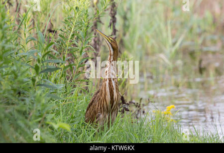 Amerikanische Rohrdommel in Nordwisconsin. Stockfoto