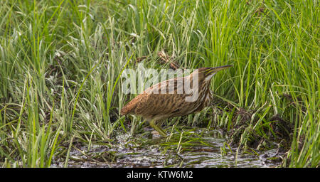 Amerikanische Rohrdommel in Nordwisconsin. Stockfoto