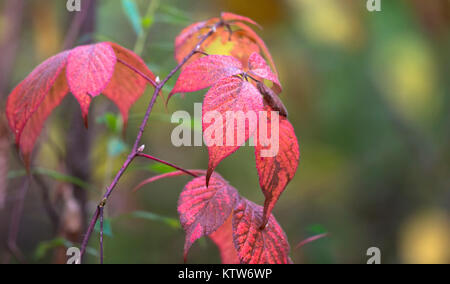 Schneeball-Blackberry im Herbst Stockfoto