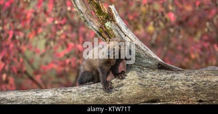 Fisher auf einem Baumstamm im nördlichen Minnesota. Stockfoto