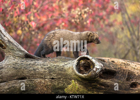 Fischer zu Fuß auf einem Baumstamm im Herbst. Stockfoto