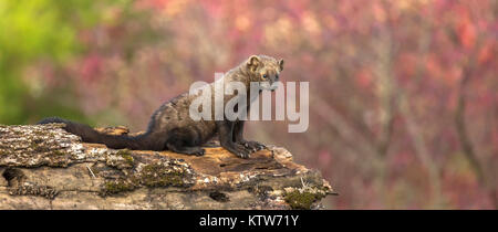 Fisher auf einem Baumstamm im nördlichen Minnesota. Stockfoto