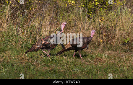 Zwei östlichen wilde Truthähne wallking in einem Herbst Feld. Stockfoto