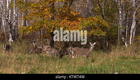 Weißwedelhirsche von Fütterung in einem nördlichen Wisconsin Feld. Stockfoto