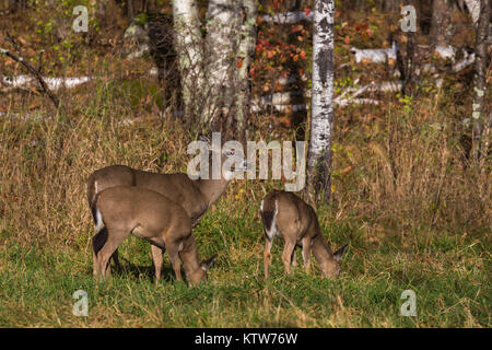 White-tailed doe und ihre kitze Fütterung im Herbst Wiese. Stockfoto