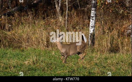 White-tailed fawn läuft in einem nördlichen Wisconsin Feld. Stockfoto