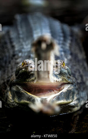 Gavial mit offenen Backen Stockfoto