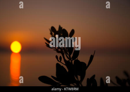 Erstaunliche Zusammenfassung Hintergrund. Schöne abstrakte Sonnenuntergang Farben irgendwo in Kroatien. Wilde Pflanze als Hauptthema. Stockfoto