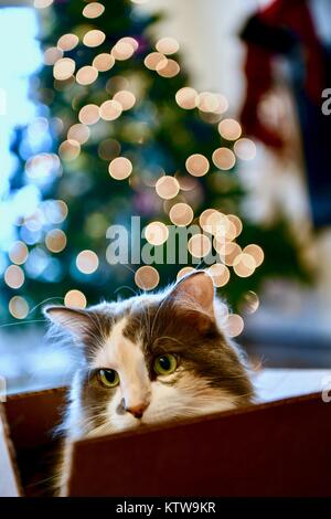 Calico Cat Ausblenden von innen geöffnet wird Stockfoto