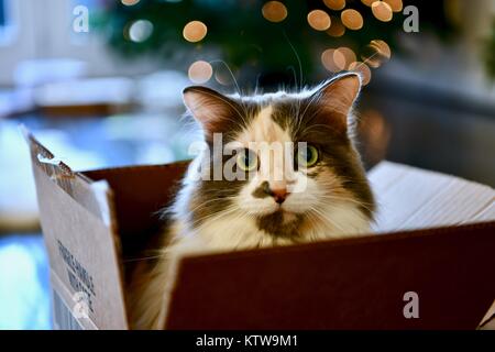 Calico Cat Ausblenden von innen geöffnet wird Stockfoto