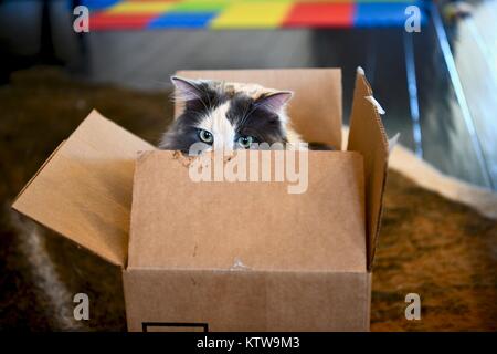 Calico Cat Ausblenden von innen geöffnet wird Stockfoto