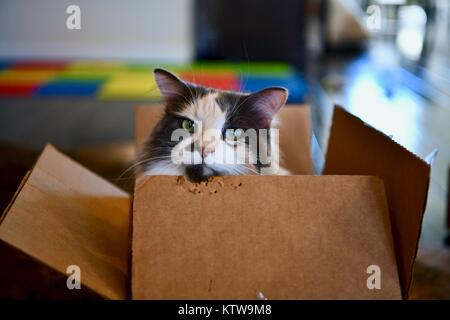 Calico Cat Ausblenden von innen geöffnet wird Stockfoto