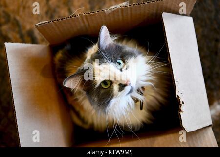 Calico Cat Ausblenden von innen geöffnet wird Stockfoto