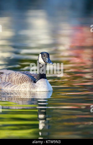 Kanadagans (Branta canadensis) waten in bunten Teich. Stockfoto